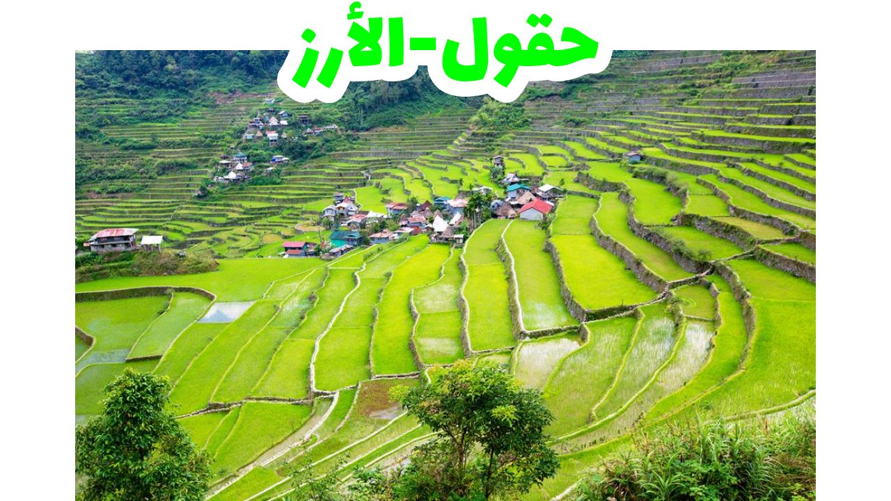 الفلبين ، مصاطب الأرز في بانايو
