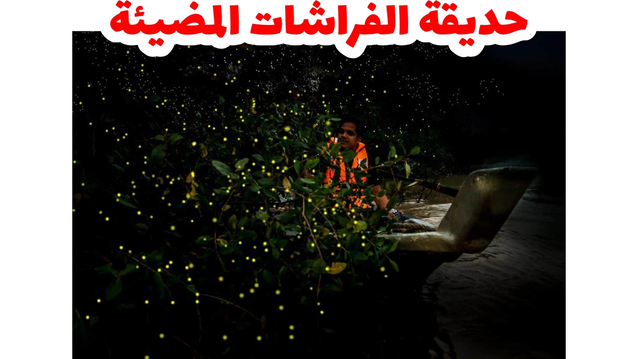 حديقة-الفراشات المضيئة