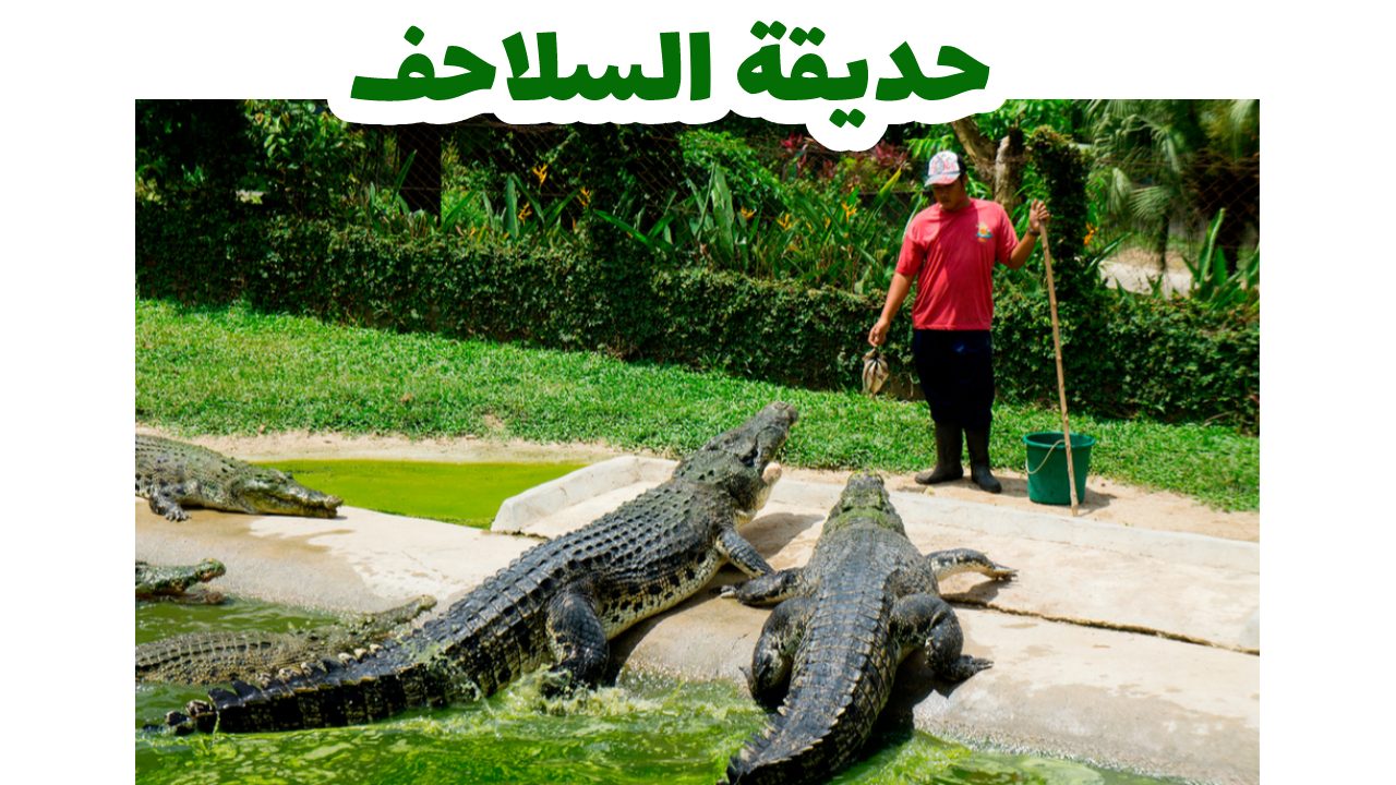 مزرعة التماسيح في شمال لنكاوي