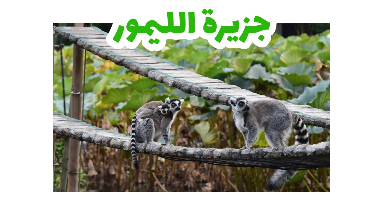 جزيرة الليمور