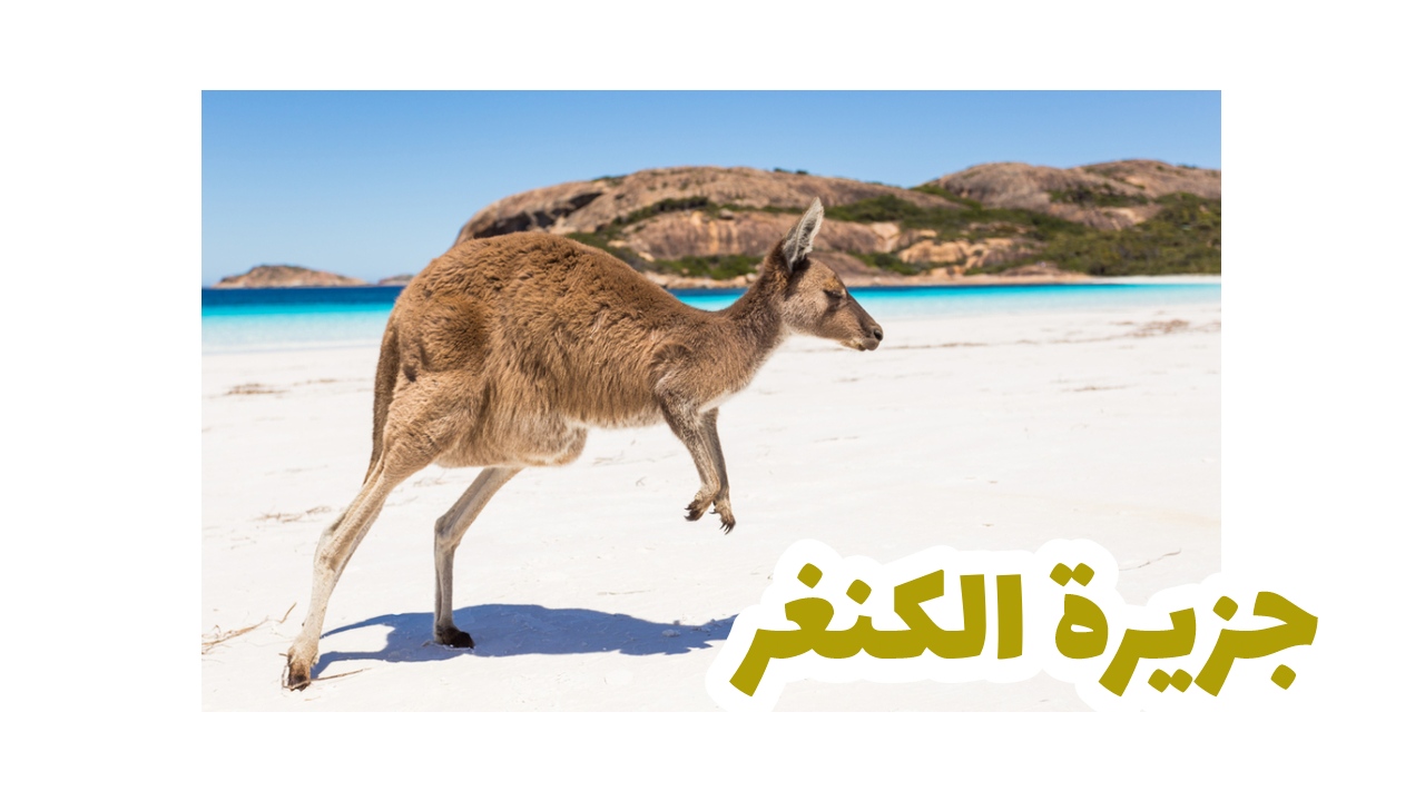 جزيرة-الكنغر