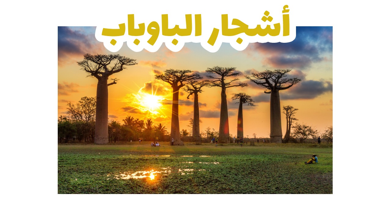 أشجار الباوباب العملاقة على الطريق الترابي الأحمر في مدغشقر