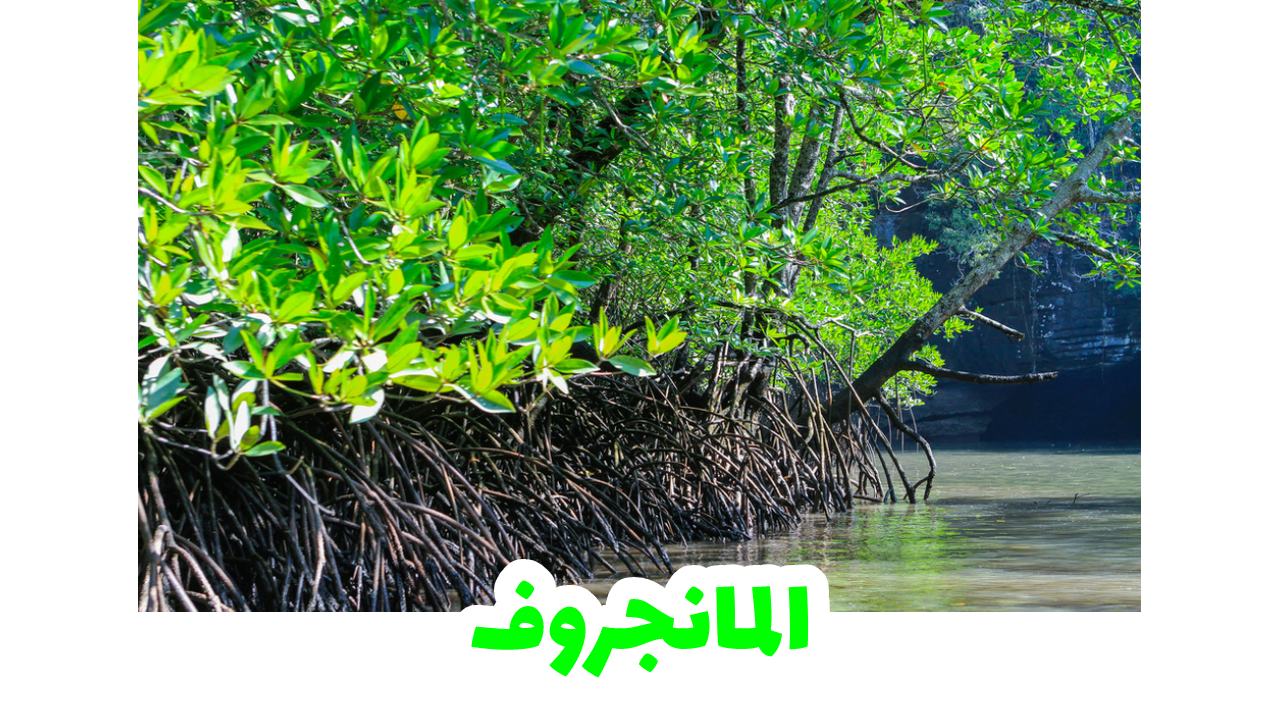 جولة قوارب المانغروف في محمية كيليم بلنكاوي