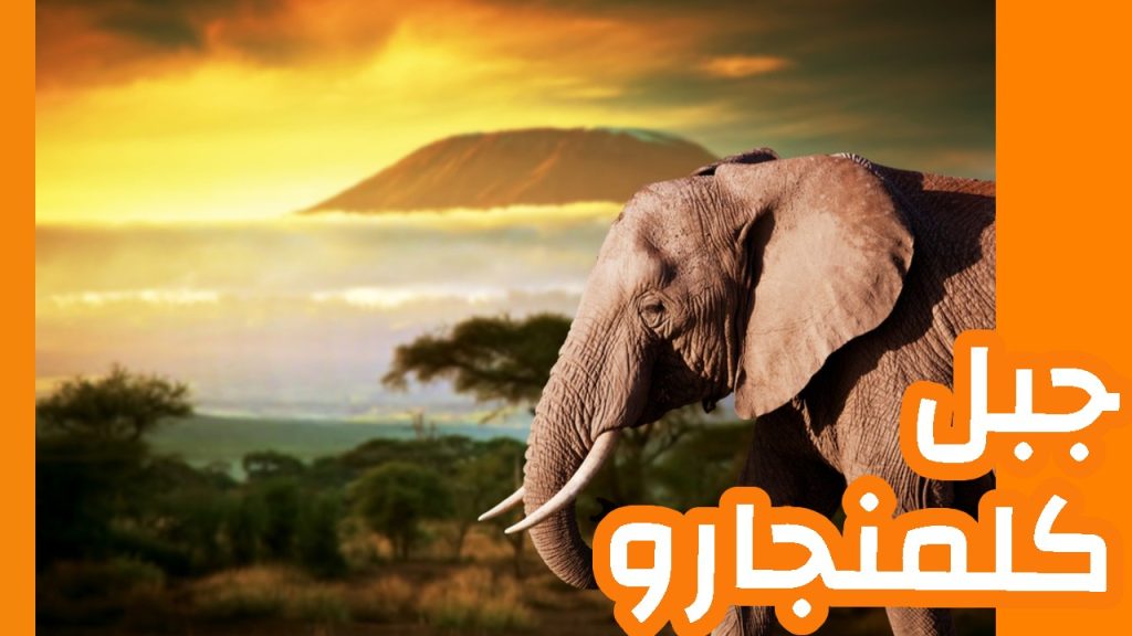 قطعان الفيلة في أمبوسيلي بخلفية قمة كليمنجارو الثلجية