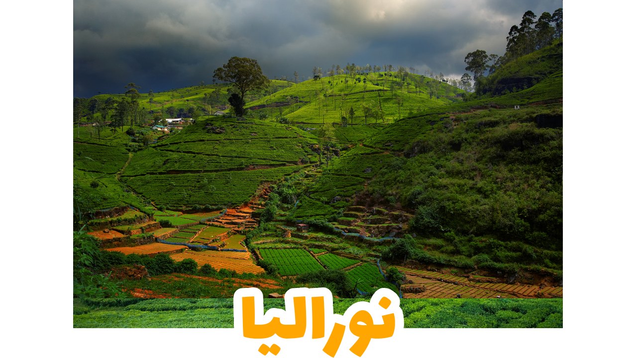 مزارع الشاي الخضراء المتدرجة في نوارا إليا بسريلانكا