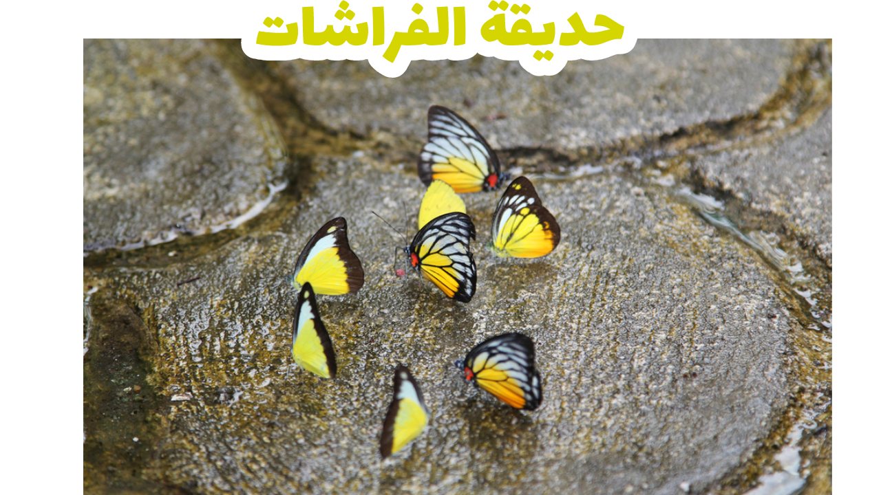 حديقة-الفراشات-سياحة-ماليزيا