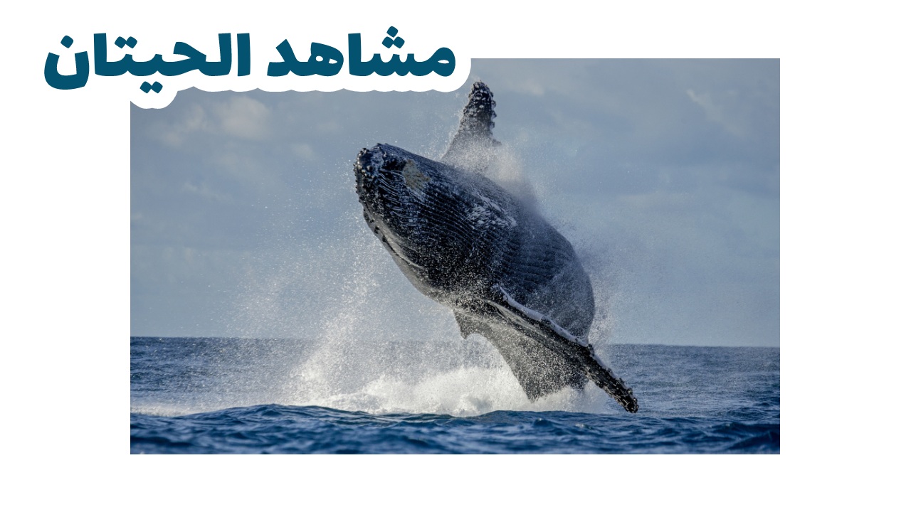 الحيتان الحدباء قبالة جزيرة سانت ماري في مدغشقر