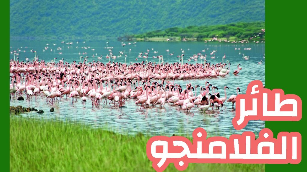 طائر الفلامنجو في سفاري كينيا