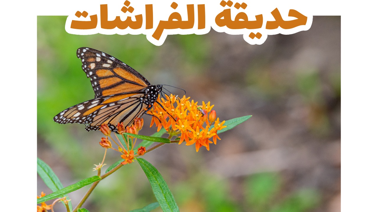 حديقة الفراشات