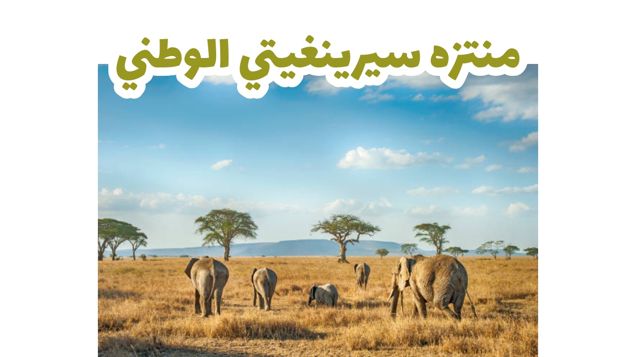 سهول سيرينجيتي الذهبية الممتدة حتى الأفق في تنزانيا