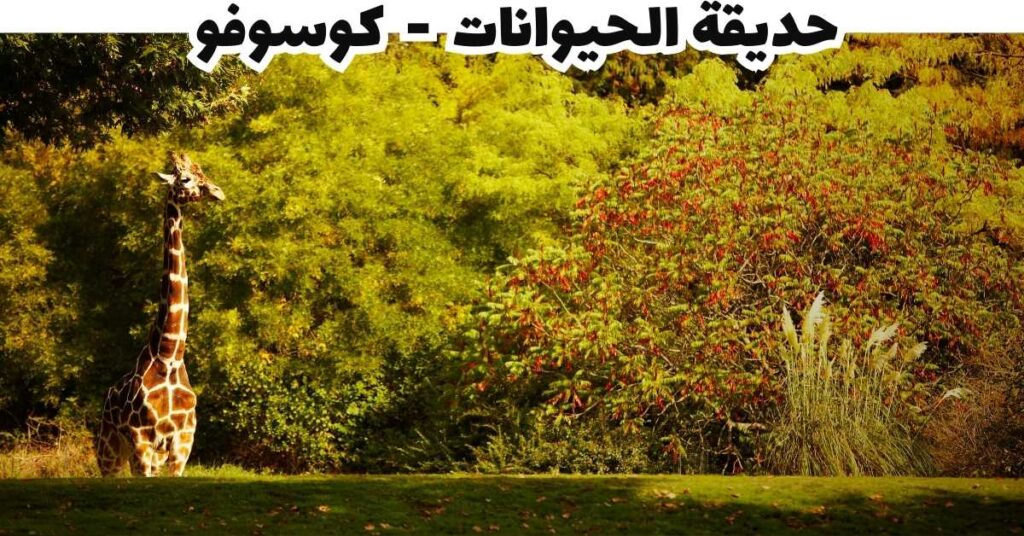 حديقة الحيوانات  -  كوسوفو 