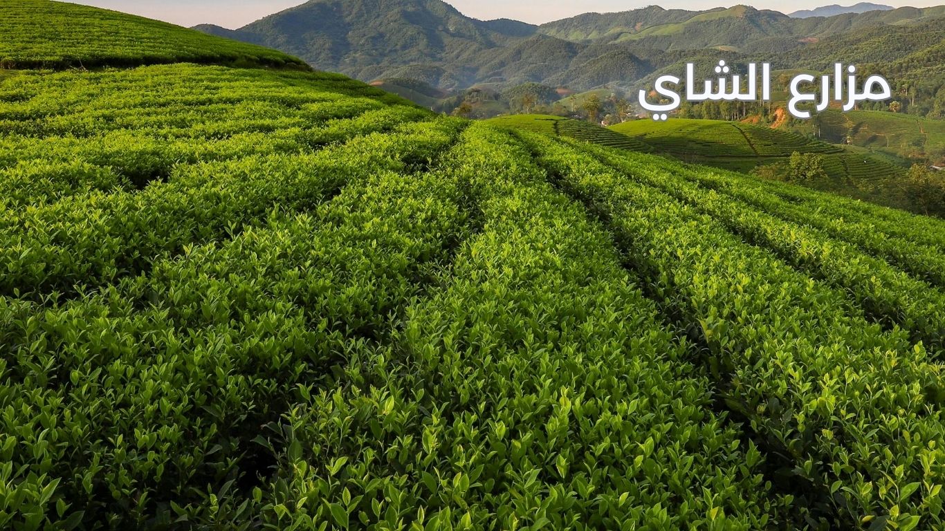 مزارع شاي أذربيجان
